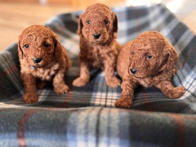 AKC Mini Poodle Puppies