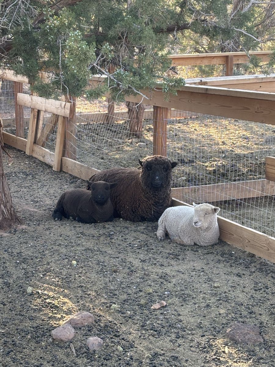 Babydoll Sheep Ram, Ewes, and a young Wether.