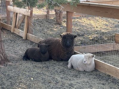 Babydoll Sheep Ram, Ewes, and a young Wether.