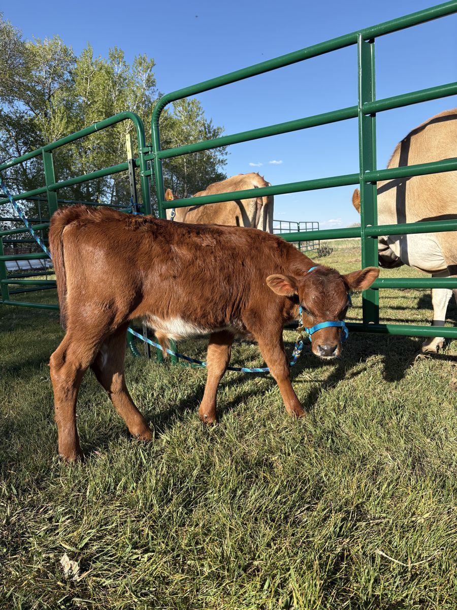 Bull Calf for sale