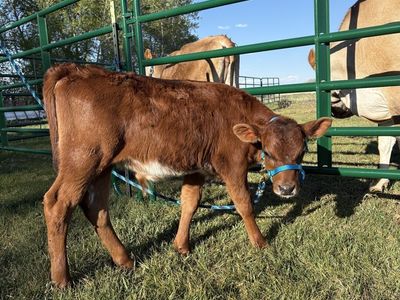Bull Calf for sale