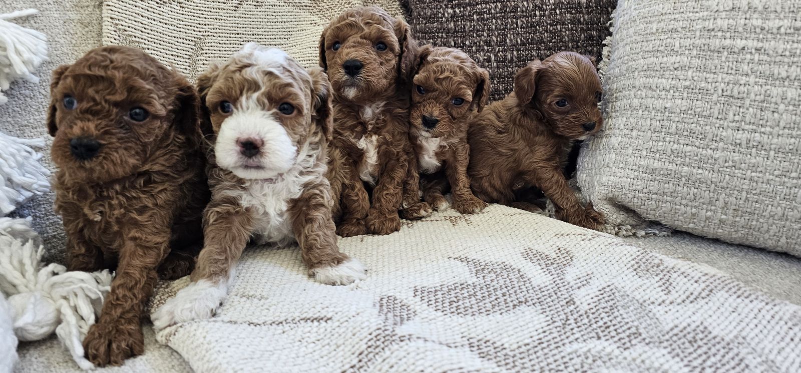 Adorable mini cavapoo puppies