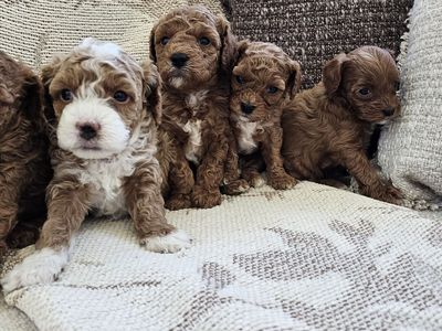 Adorable mini cavapoo puppies