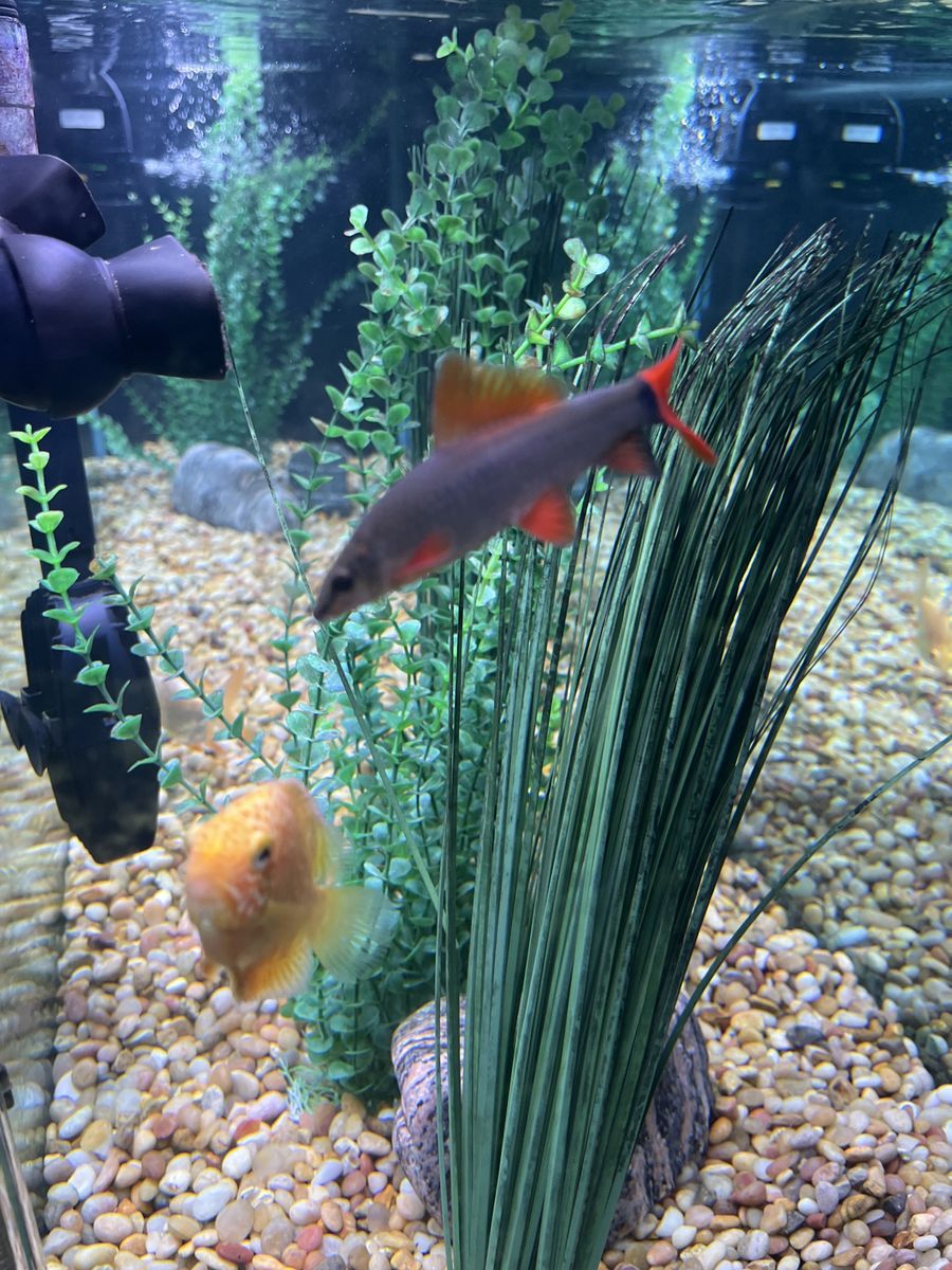 Rainbow shark