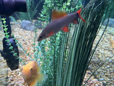 Rainbow shark