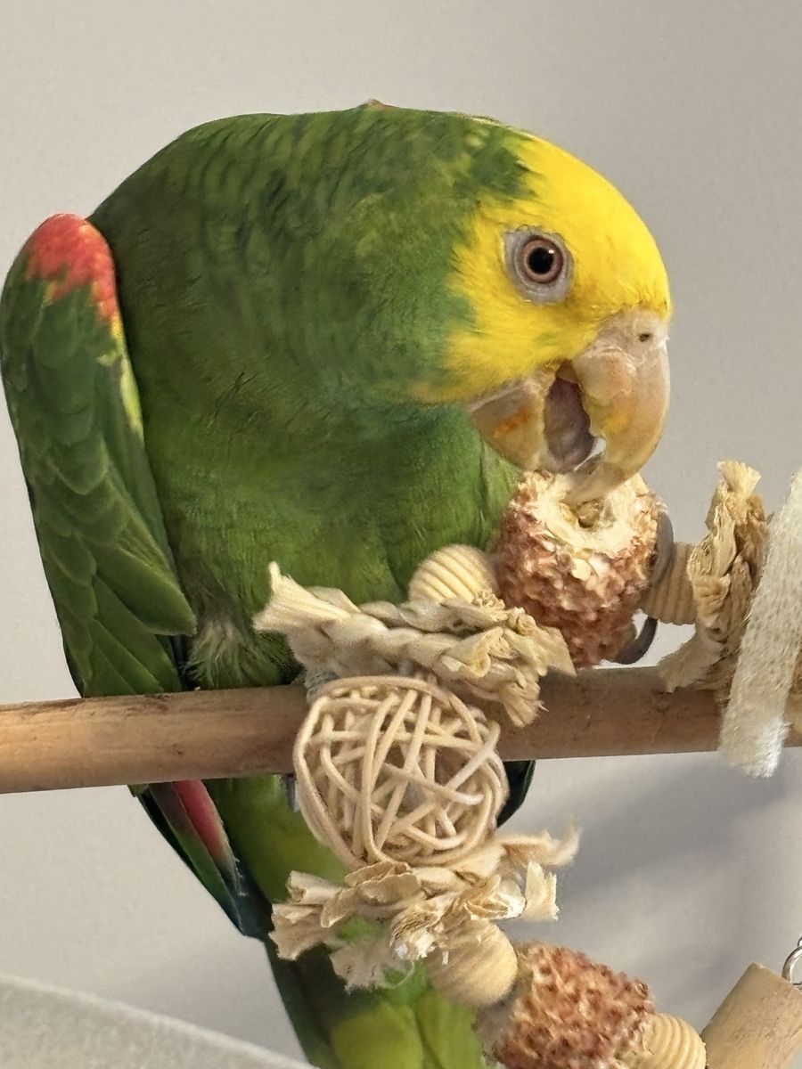 Yellow-headed Amazon Parrot - Sweet, Playful, and Well-Socialized Pet Bird