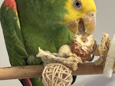 Yellow-headed Amazon Parrot - Sweet, Playful, and Well-Socialized Pet Bird