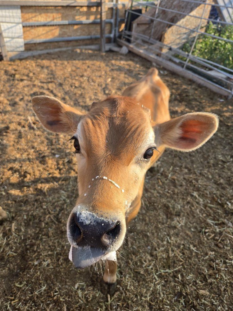 jersey bull calf