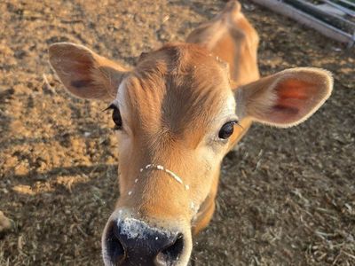 jersey bull calf
