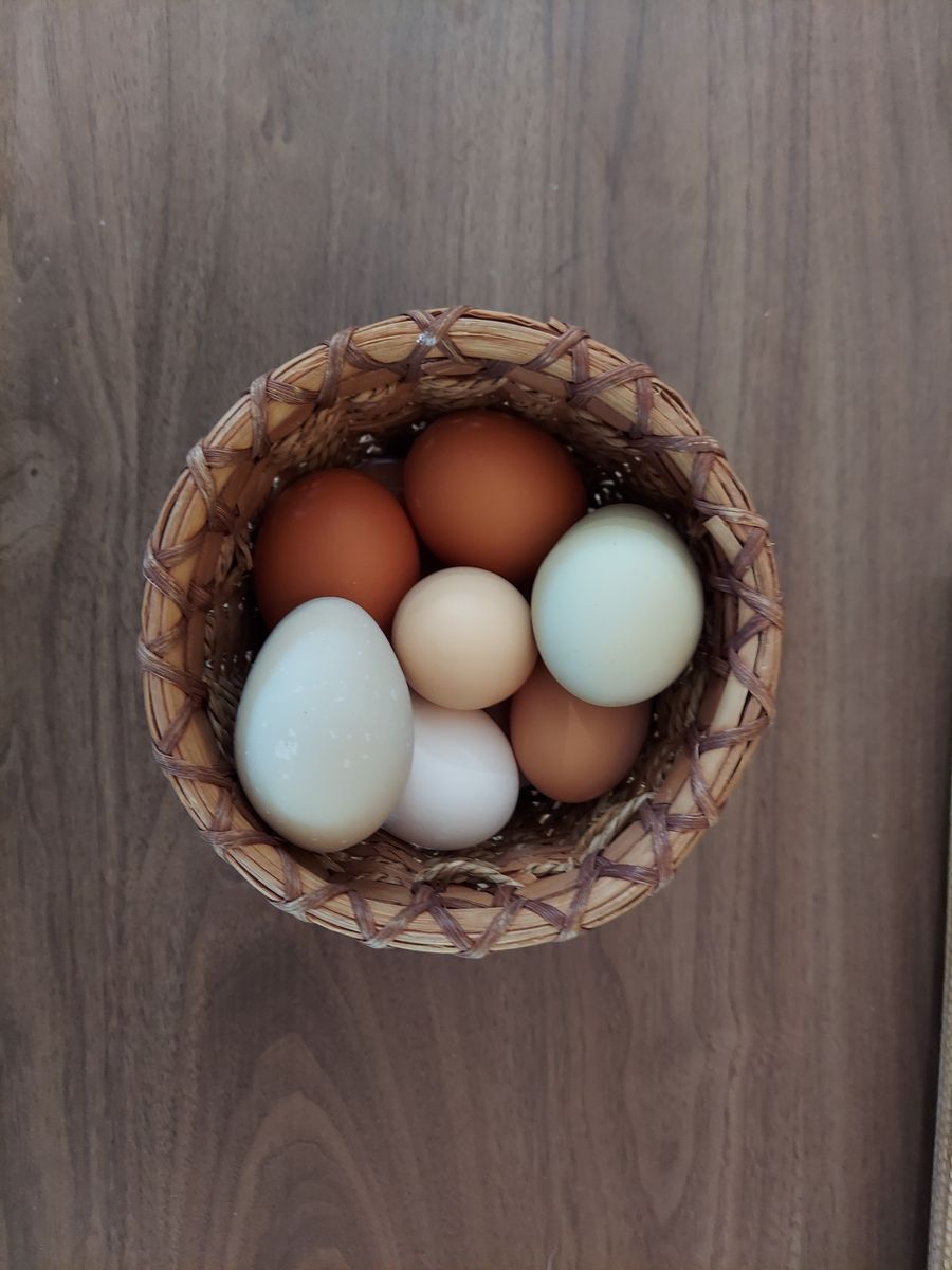 Fresh Free-Range Pasture-Raised chicken eggs