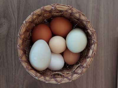 Fresh Free-Range Pasture-Raised chicken eggs