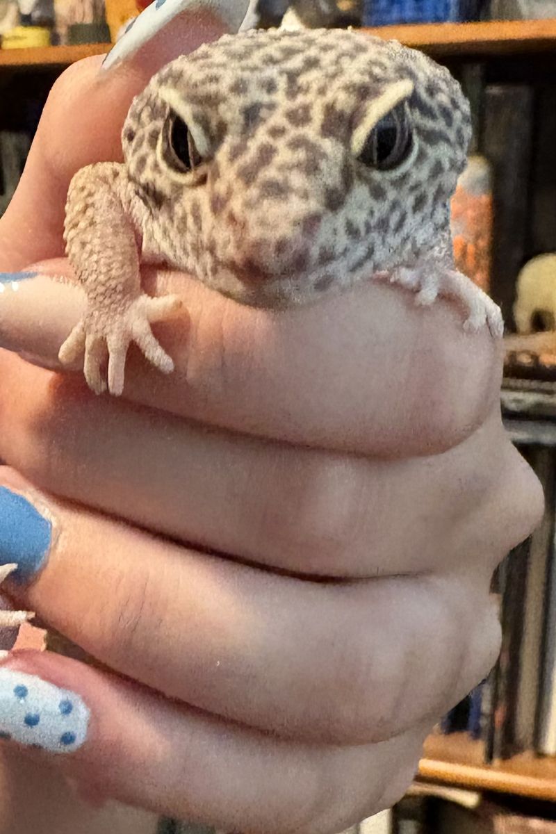 3 Pet Geckos Looking for a New Home