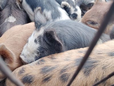 Kune kune pigs