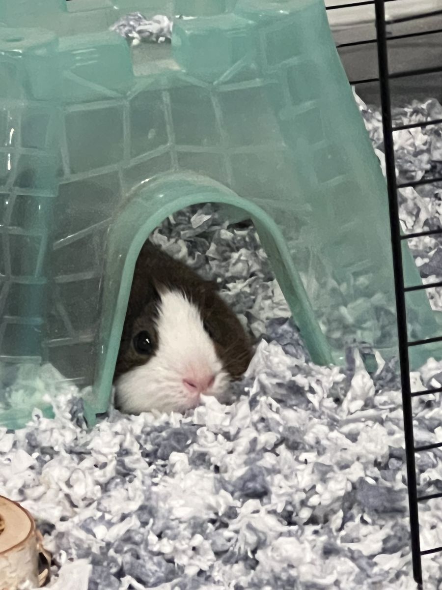 Male 2 yr old guinea pig