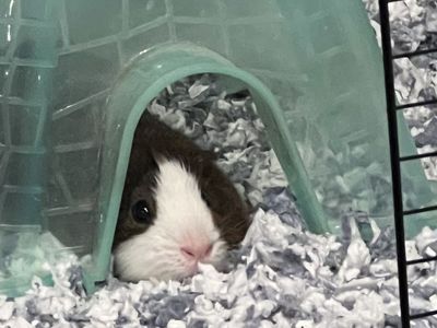 Male 2 yr old guinea pig