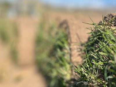 Blue Grass Sod Pickup