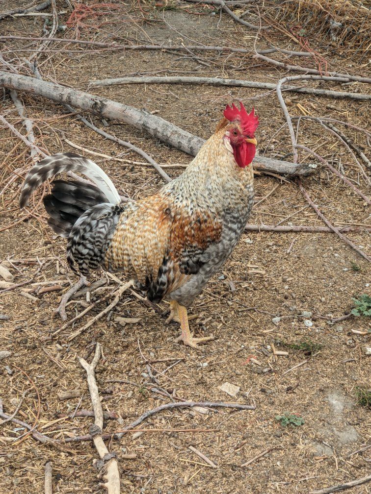 Cream Legbar Roosters