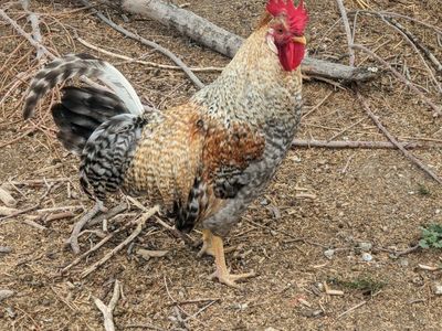 Cream Legbar Roosters