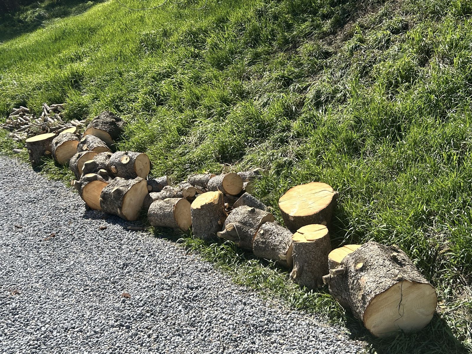 Pine Firewood