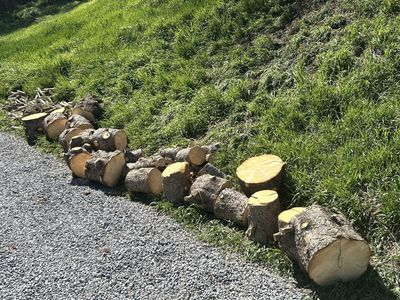 Pine Firewood