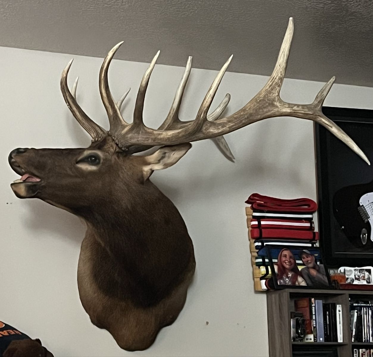 Large Elk Taxidermy Mount - Impressive Antlers & Detailed Expression