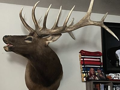 Large Elk Taxidermy Mount - Impressive Antlers & Detailed Expression