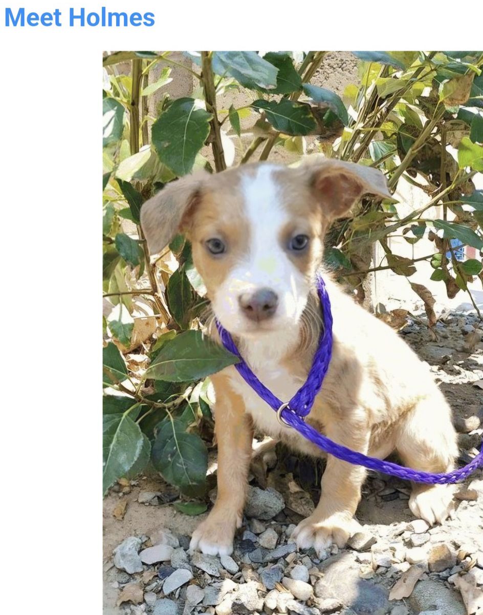 Holmes, 8 week old pitbull terrier puppy