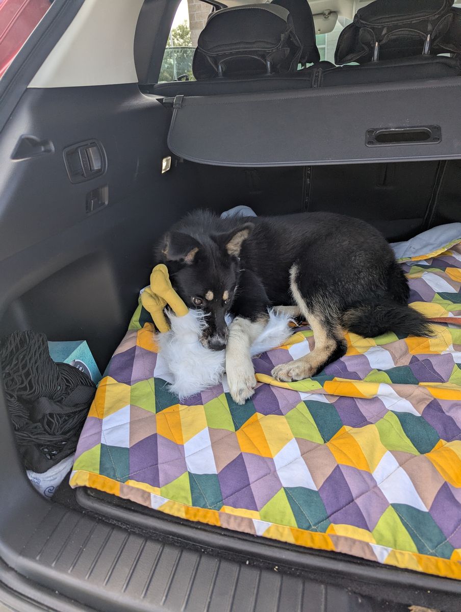 Dog for adoption