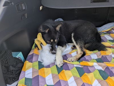 Dog for adoption
