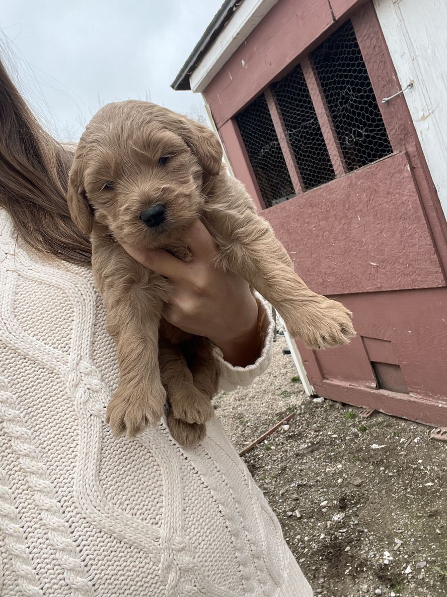 MINI F1 Golden Doodle