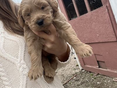 MINI F1 Golden Doodle