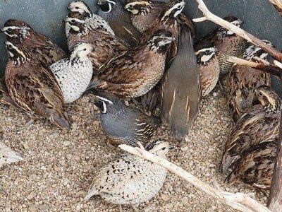 California (Valley) Quail