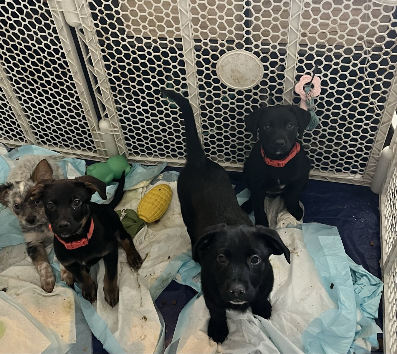 Border Collie Heeler Lab Mixes