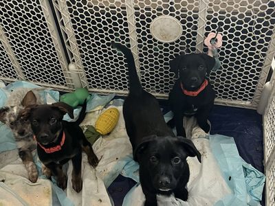 Border Collie Heeler Lab Mixes