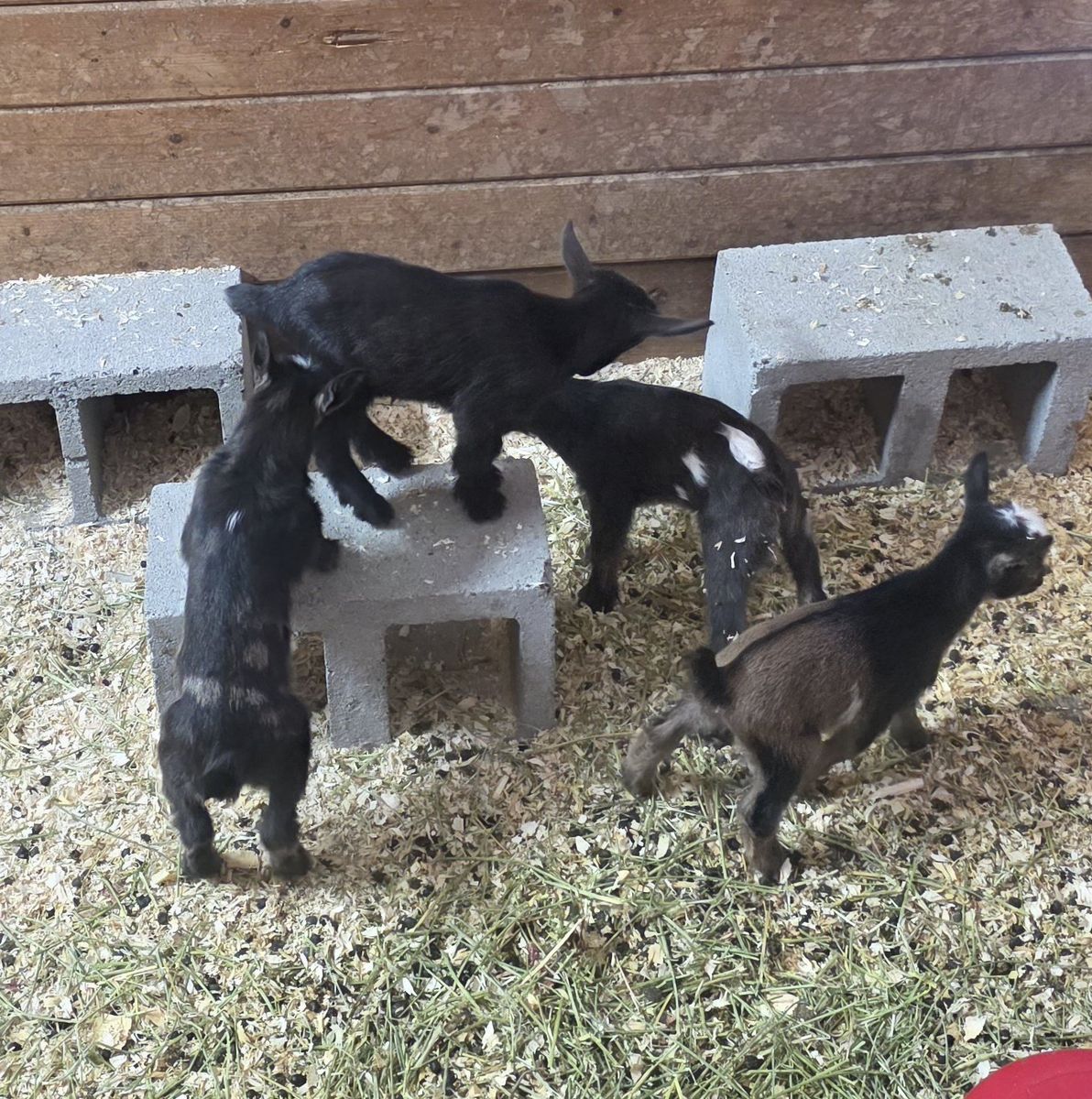 ADGA Nigerian Dwarf Kids