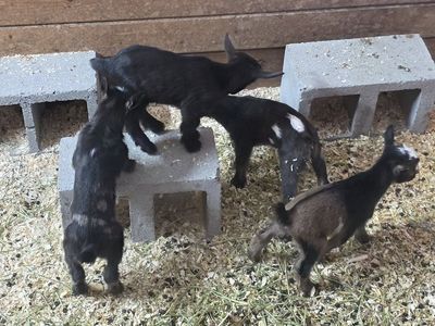ADGA Nigerian Dwarf Kids