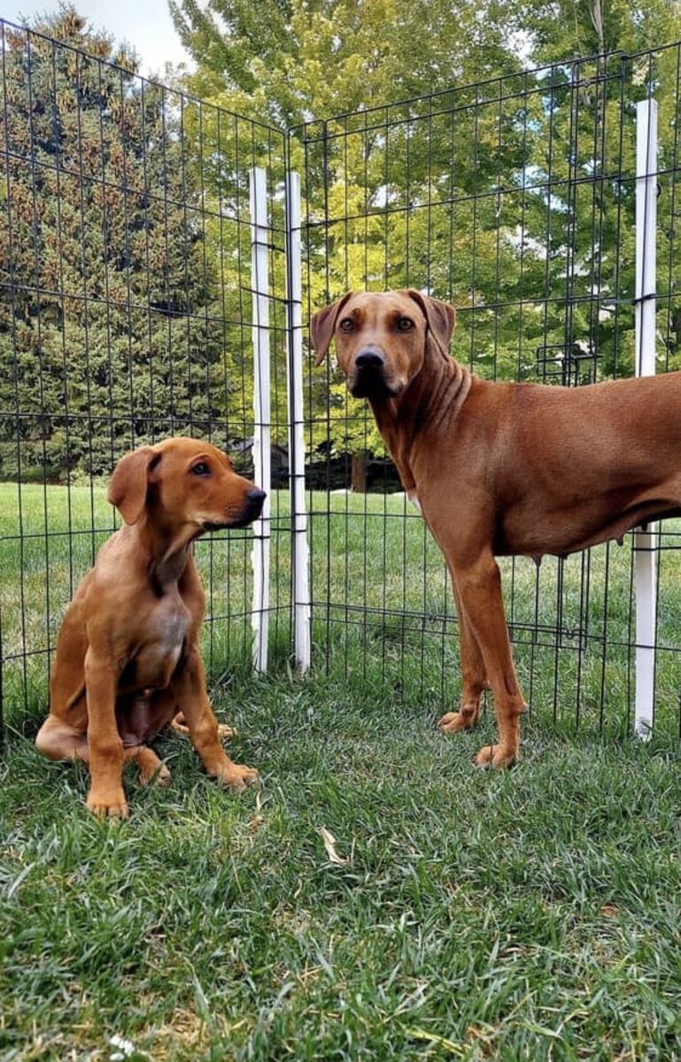 Beautiful Ridgeback for sale