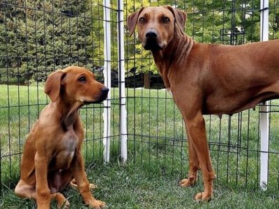 Beautiful Ridgeback for sale