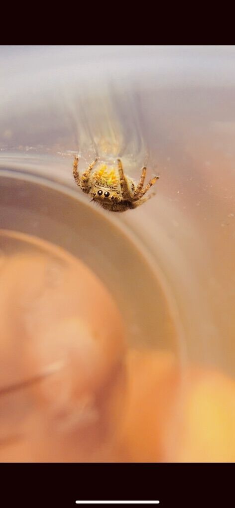 Vibrant Jumping Spiders