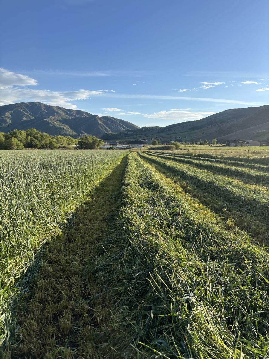 3-Way Bales