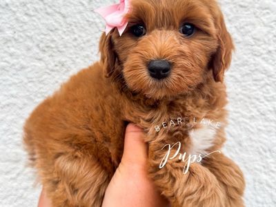 Micro Goldendoodles