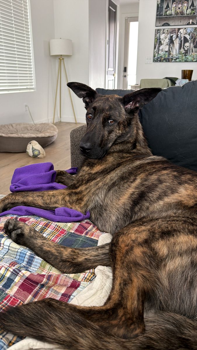 Rehoming our 4yr old female Belgian Malinois mix