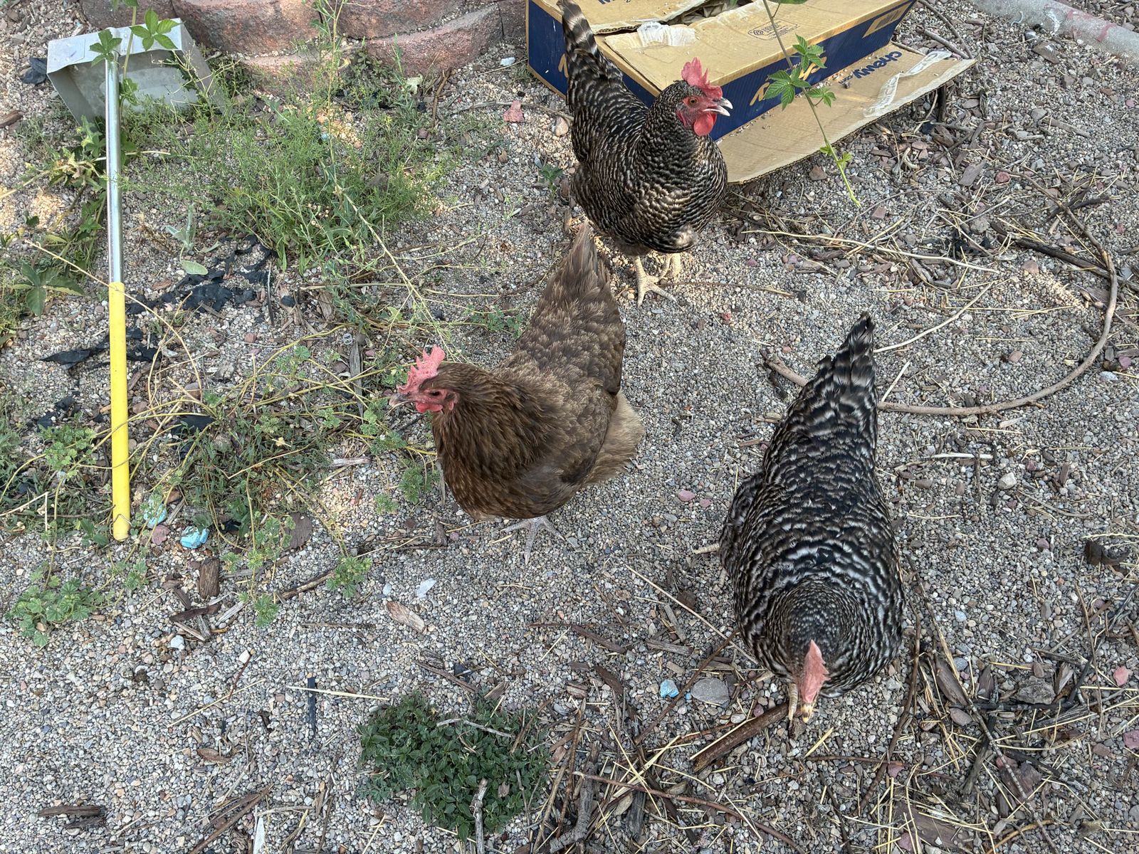 3 Laying Hens 1 yr