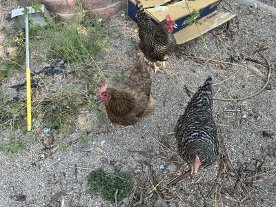 3 Laying Hens 1 yr