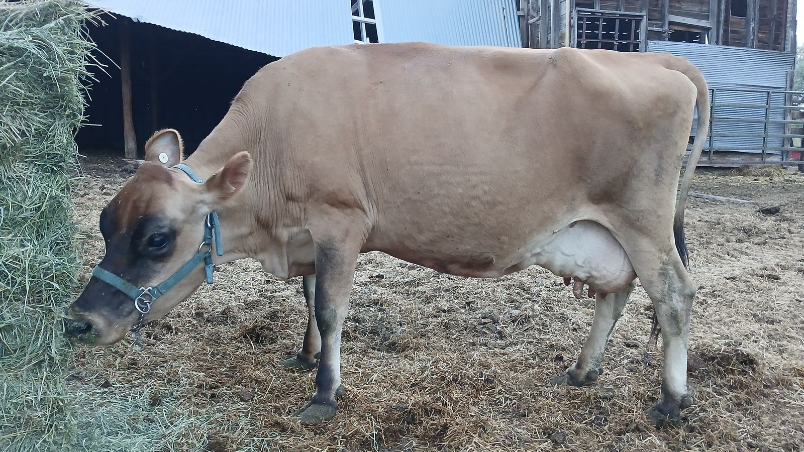 Jersey Milk Cow and/or heifer yearling