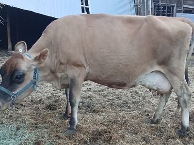 Jersey Milk Cow and/or heifer yearling