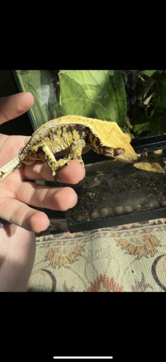 Crested Gecko Male