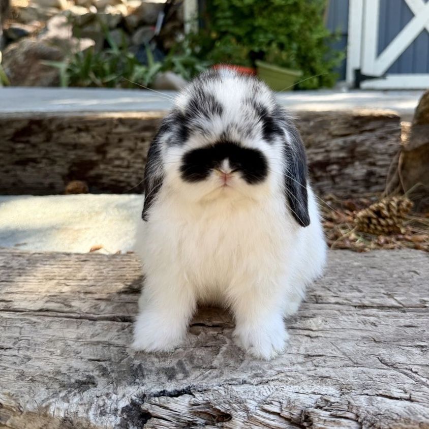 Adorable Holland Lop Doe