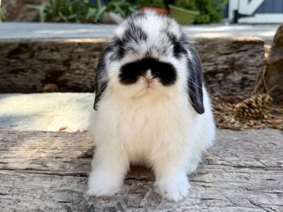 Adorable Holland Lop Doe