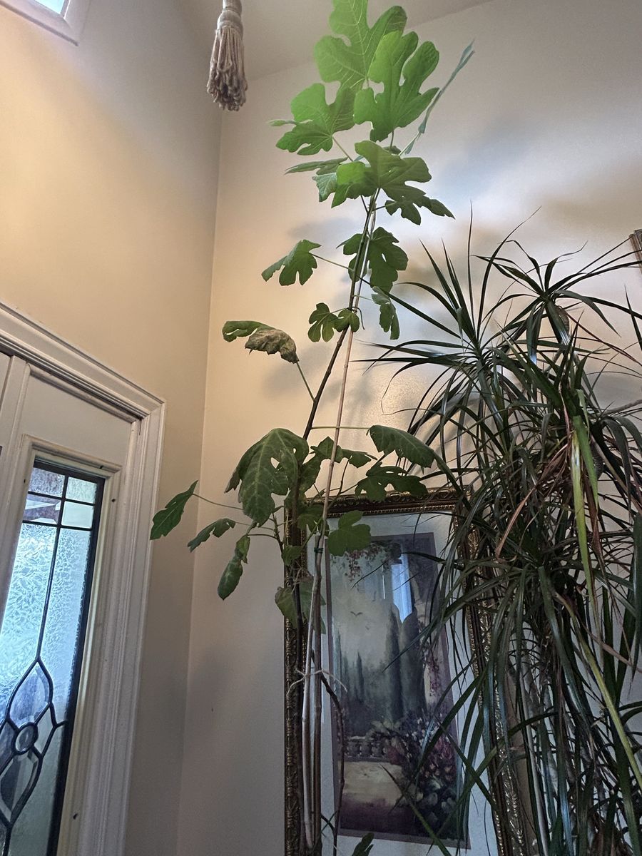 9 Feet Tall 4 Years Old Potted Indoor Fig Tree